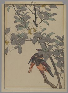 Beyaz çiçekli iki kuş, Meiji dönemi, 1892 (renkli tahta baskı) by Japanese School
