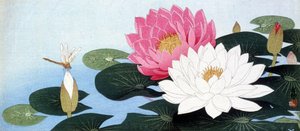 Nilüferler ve yusufçuk - Japon baskısı by Japanese School