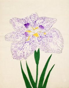 Yamato Nishiki. 31, 1890 by Japanese School