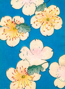 Dogwood Blossoms renkli tahta baskı by Japanese School