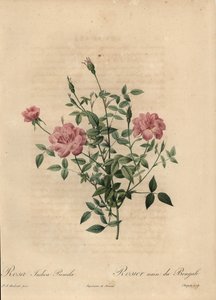 Pembe minyatür Çin gülü, Rosa chinensis.