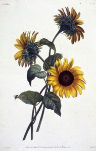 Tournol çiçekleri veya güneşleri. Jean Louis Prevost