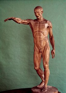 İnsan anatomisi. Ecorche, Jean Antoine Houdon (1741-1828)