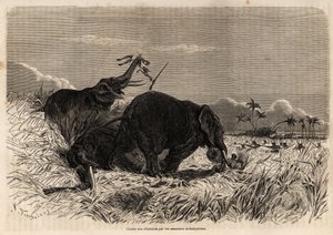 Dahomyan Amazonları tarafından fil avı
