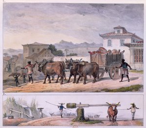 Et Taşımak ve Öküzü Evcilleştirmek