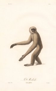 Gri Langur (Simia moloch) by Jean Baptiste Audebert