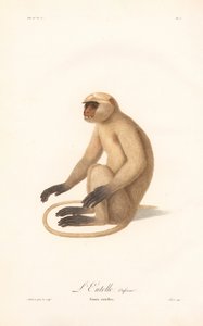 Hanuman Langur (Simia entellus) by Jean Baptiste Audebert