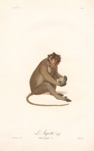 Javan Langur (Simia aygula) by Jean Baptiste Audebert