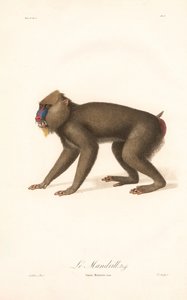 Mandrill (Simia Maimon) by Jean Baptiste Audebert