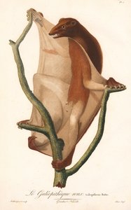 Kırmızı uçan lemur (Galeopithecus rufus) by Jean Baptiste Audebert