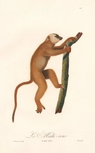 Kırmızı Lemur (Lemur rufus) by Jean Baptiste Audebert