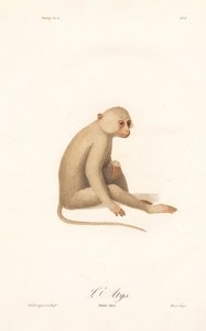 Beyaz Elli Gibbon (Simia alys) by Jean Baptiste Audebert