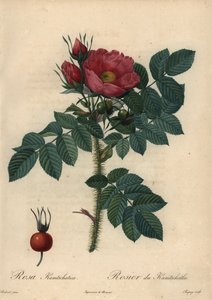 Kızıl Japon gülü; Rosa rugosa.