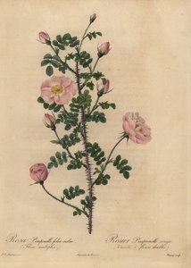 Pembe Burnet gülü, Rosa pimpinellifolia.