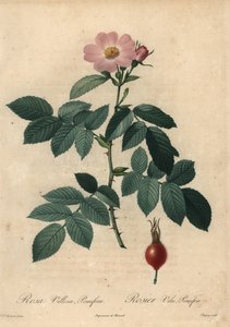 Pembe elma gülü, Rosa villosa.