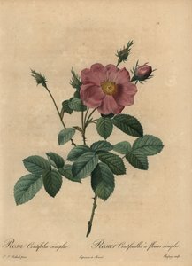 Pembe gül, Rosa centifolia simpleks.