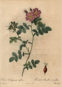 Pembe tatlıbriar gülü, Rosa rubiginosa. by Jean Baptiste Chapuy