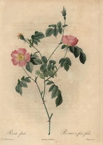 Rosa foetida, Rosier bir meyve fetişi.