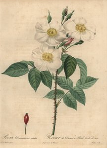 Beyaz Şam gülü, Rosa x damascena.