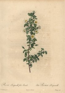 Beyaz burnet gülü, Rosa pimpinellifolia Pumila.