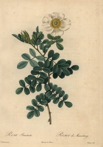 Beyaz civciv gülü, Rosa bracteata,