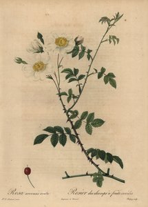 Beyaz tarla gülü, Rosa arvensis.