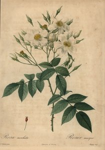 Beyaz misk gülü, Rosa moschata.