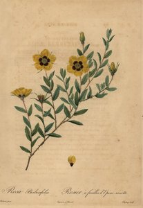 Sarı gül, Rosa berberifolia. by Jean Baptiste Chapuy