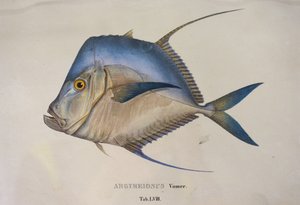  by Jean Baptiste Debret