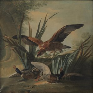 Bir Çift Ördek Üzerinde Zımbalayan Bir Şahin by Jean Baptiste Oudry