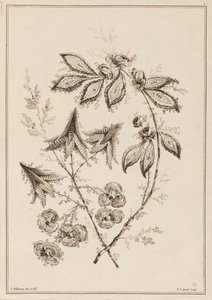 çiçek dalı by Jean Baptiste Pillement