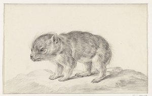 Genç ayı (?) by Jean Bernard