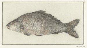görüş by Jean Bernard