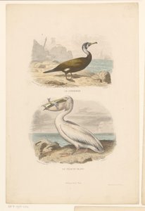 Karabatak ve beyaz pelikan Le cormoran (nesne üzerindeki başlık) Le pélican blanc (nesne üzerindeki başlık) by Jean Charles Pardinel
