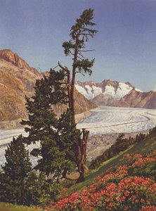 İsviçre: Aletsch Buzulu ve Fiescherhorner