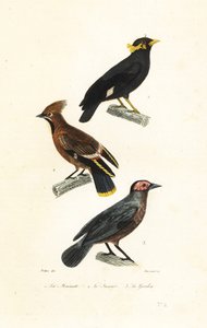 Hill myna, Bohem ağda ve coleto.