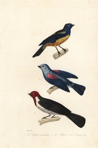 Turkuaz tanager, mavi-gri tanager ve kırmızı başlıklı kardinal.