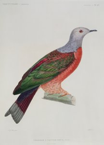 Kanayan Kalp Güvercini, Dumond D'Urville tarafından 'L'Astrolabe'den alınan illüstrasyon, Massard tarafından oyulmuş, 1833'te yayınlandı by Jean Gabriel Pretre