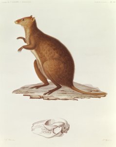 Voyage de la Corvette lAstrolabe Kolye les Annes 1826-29