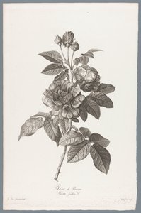 fransız roos Rose de Provins / Rosa Gallica L. (nesne üzerindeki başlık) Doğadan çizilen çiçekler (...) (dizi adı)