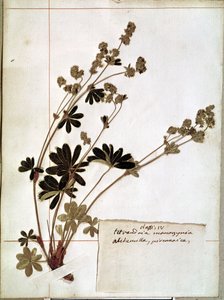 Alchemilla, from a Herbarium (pressed flowers)