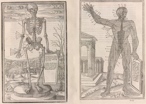 İnsan vücudunun bölümlerinin diseksiyonu by Jean Jollat