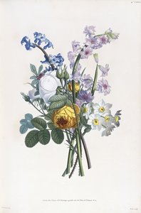 Narcissi, Rosa, Sümbül, 1805