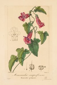 Bahçıvanlar, Hobiler ve Üreticiler için Flora: Maurandia semperflorens by Jean Pierre Frederic Barrois