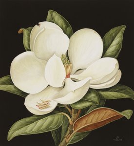 Magnolia Grandiflora, 2003 (kağıt üzerinde wc)