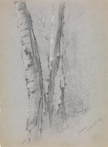 Birch Trunks Scribners