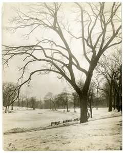 Boston Common ve kurbağa göleti, ağaçtan, Boston, ABD, c.1902-10 (jelatin gümüşü fotoğraf) by Jessie Tarbox Beals