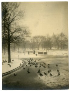 Güvercinlerde yaygın, Boston, ABD, c.1902-10 by Jessie Tarbox Beals