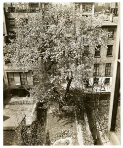 Bayan WH Wells 265 K 11. by Jessie Tarbox Beals