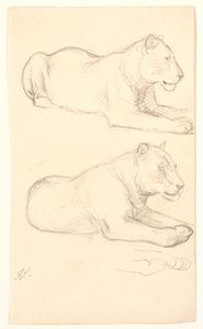Yalancı dişi aslan üzerine iki çalışma by Joakim Frederik Skovgaard